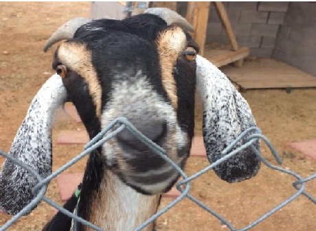 Goat Milk etc